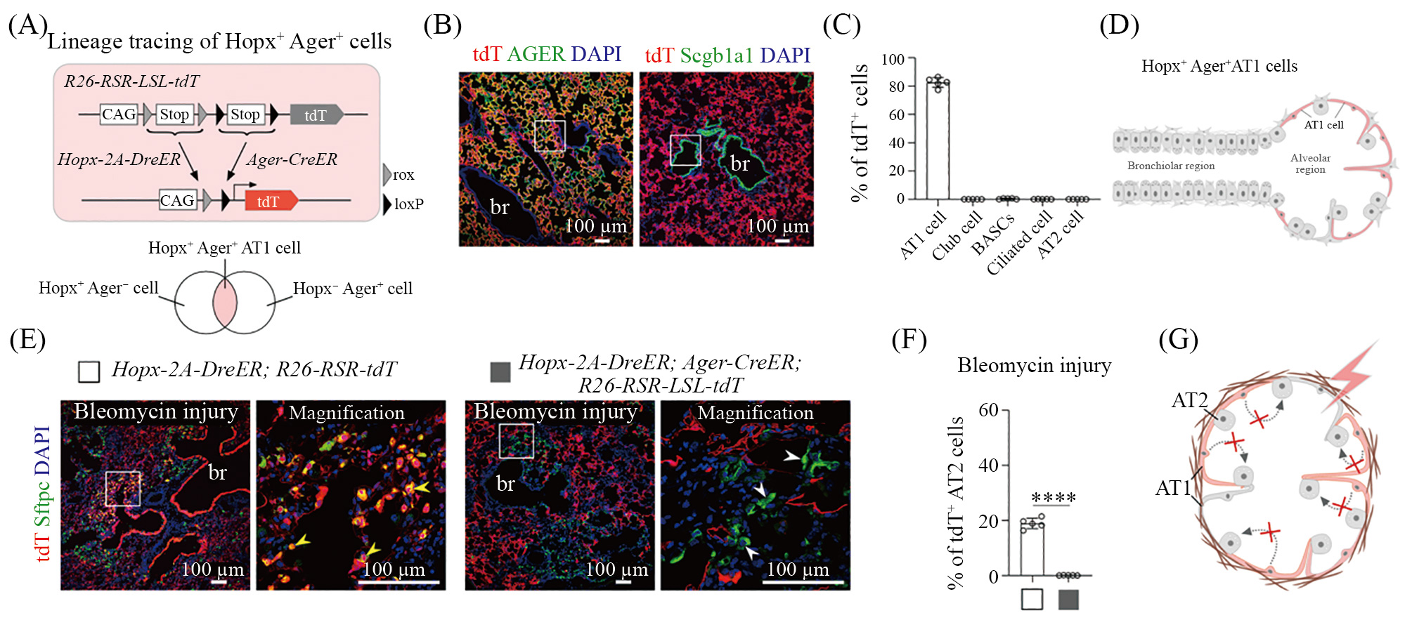1716970335105053369.jpg ZB-2.jpg
